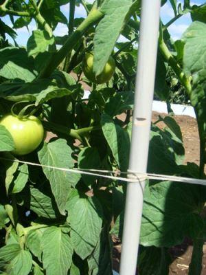 Estacas áantaj rentable u láaj jo'ochiko'obe' u vidrio utia'al p'aak yéetel uláak' vegetal apoya yéetel jaulas